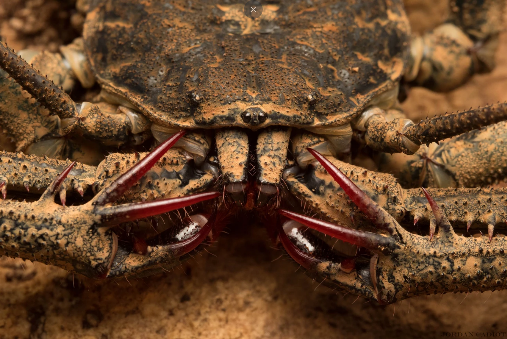 Amblypyge Damon medius