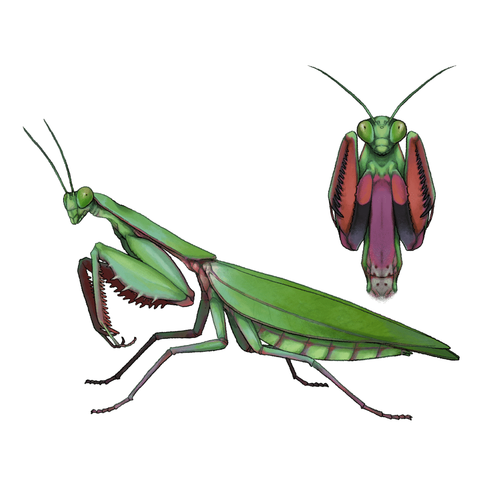 Illustration de Mante géante verte Hierodula majuscula