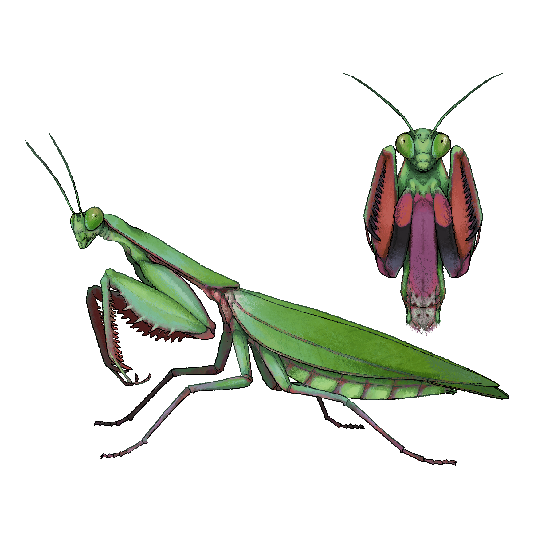 Illustration de Mante géante verte Hierodula majuscula