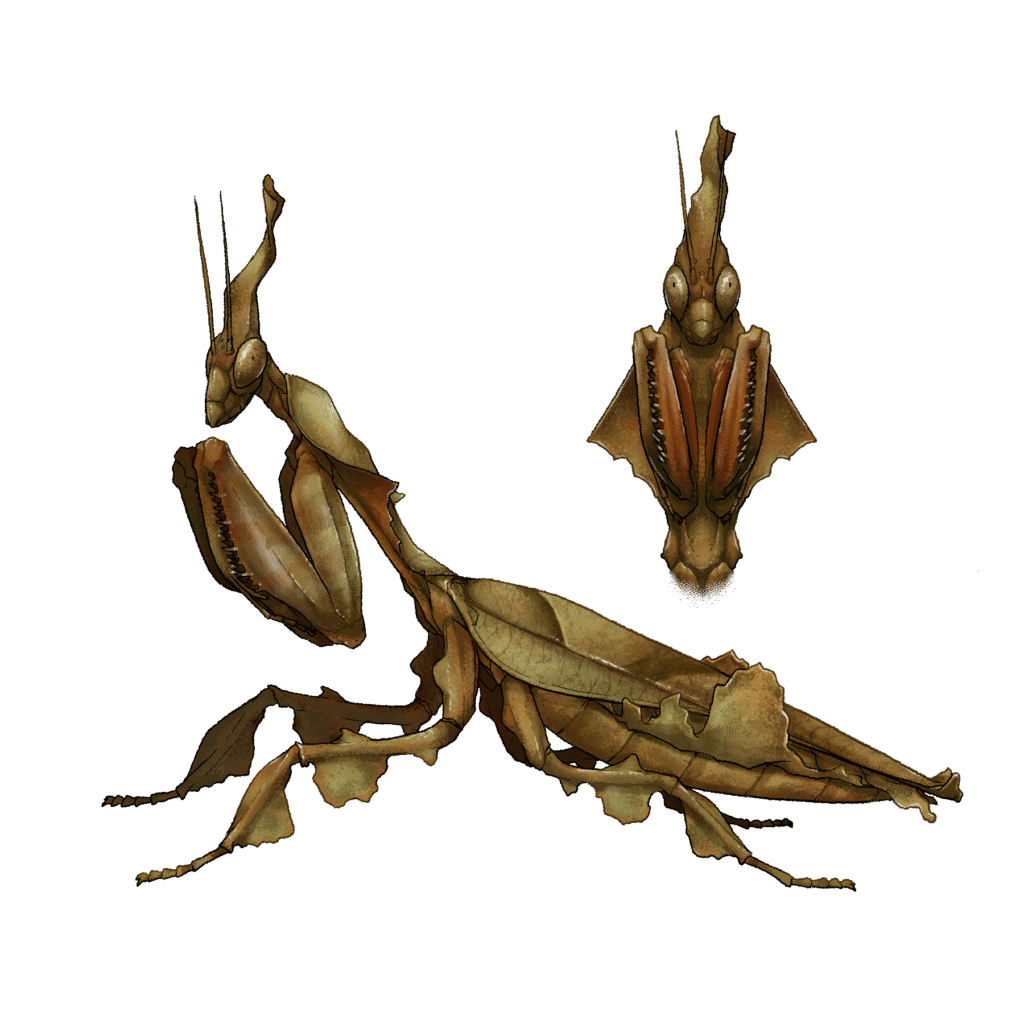 Illustration de la mante fantome Phyllocrania paradoxa