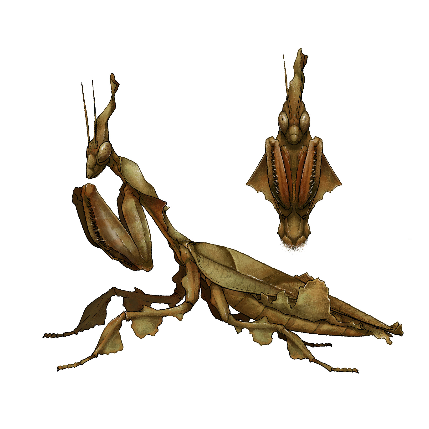 Illustration de Mante fantôme Phyllocrania paradoxa par Bérénice Guérin