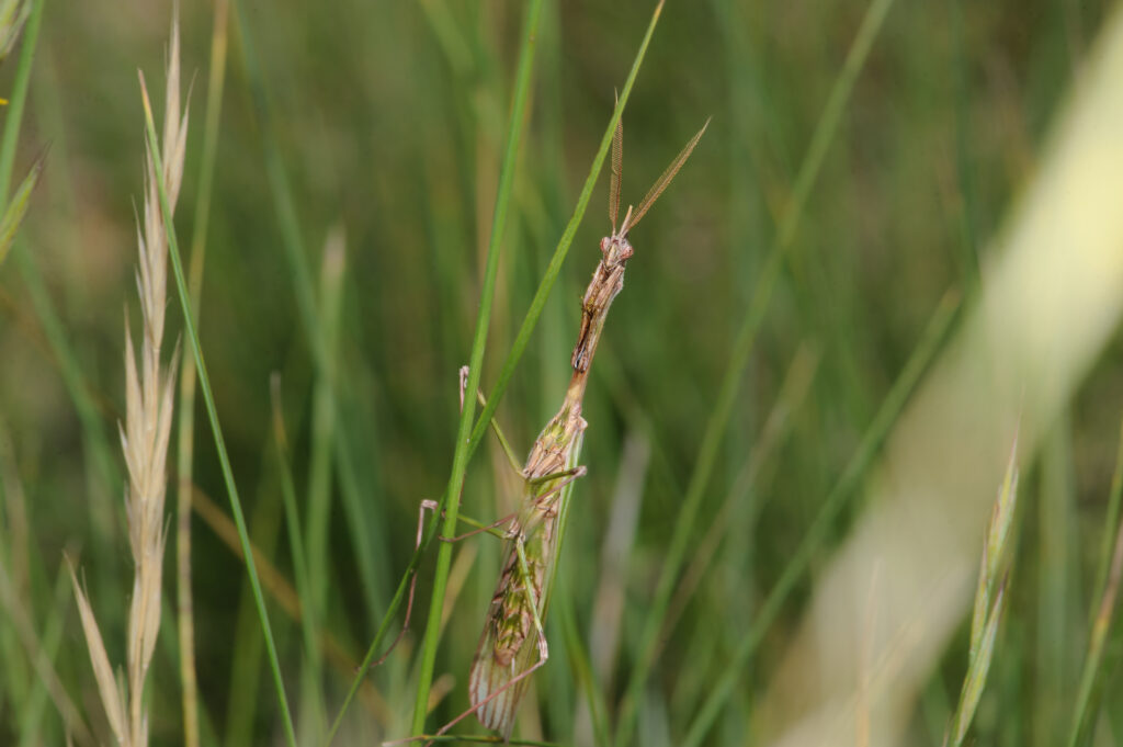 Male adulte mante Empusa pennata dans une prairie verte