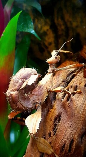 Phasme scorpion femelle adulte Extatosoma tiaratum sur un tronc