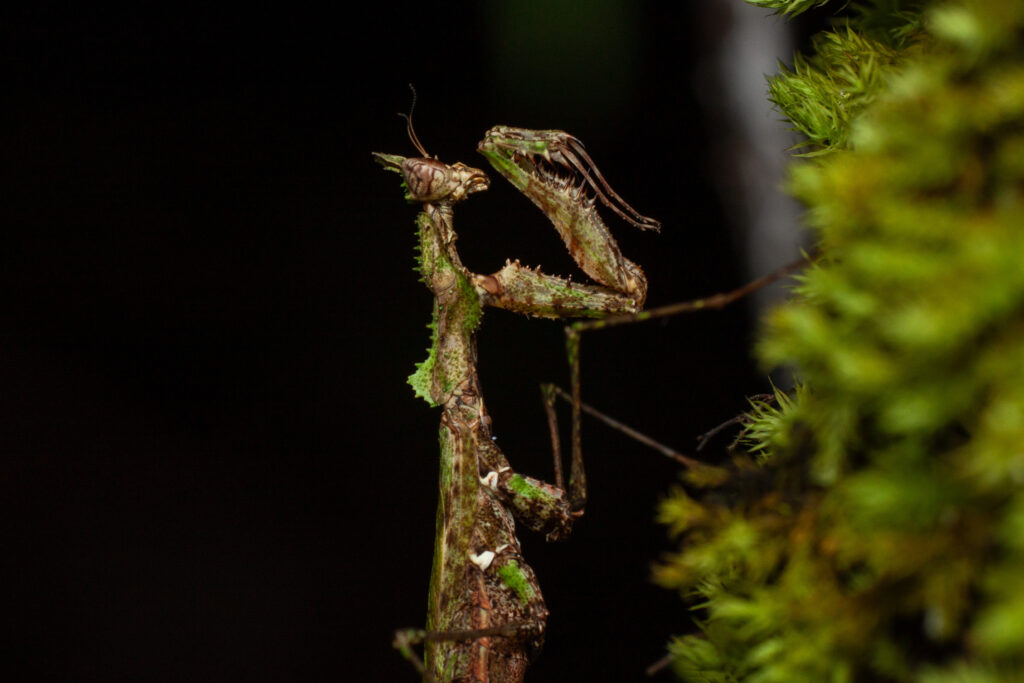 Mante mousse Haania doroshenkoi sur de la mousse in-situ en Thailande