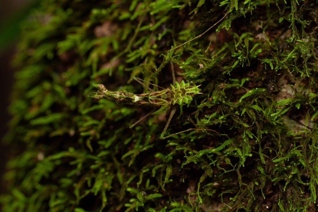 Zoom sur une mante verte juvénile camouflée dans de la mousse
