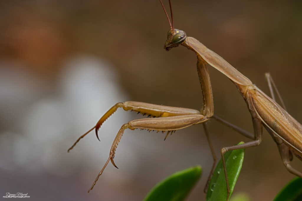 Mante Mantis religiosa male adulte brun sur feuille