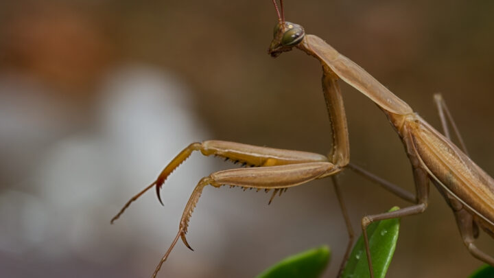 Mante Mantis religiosa male adulte brun sur feuille