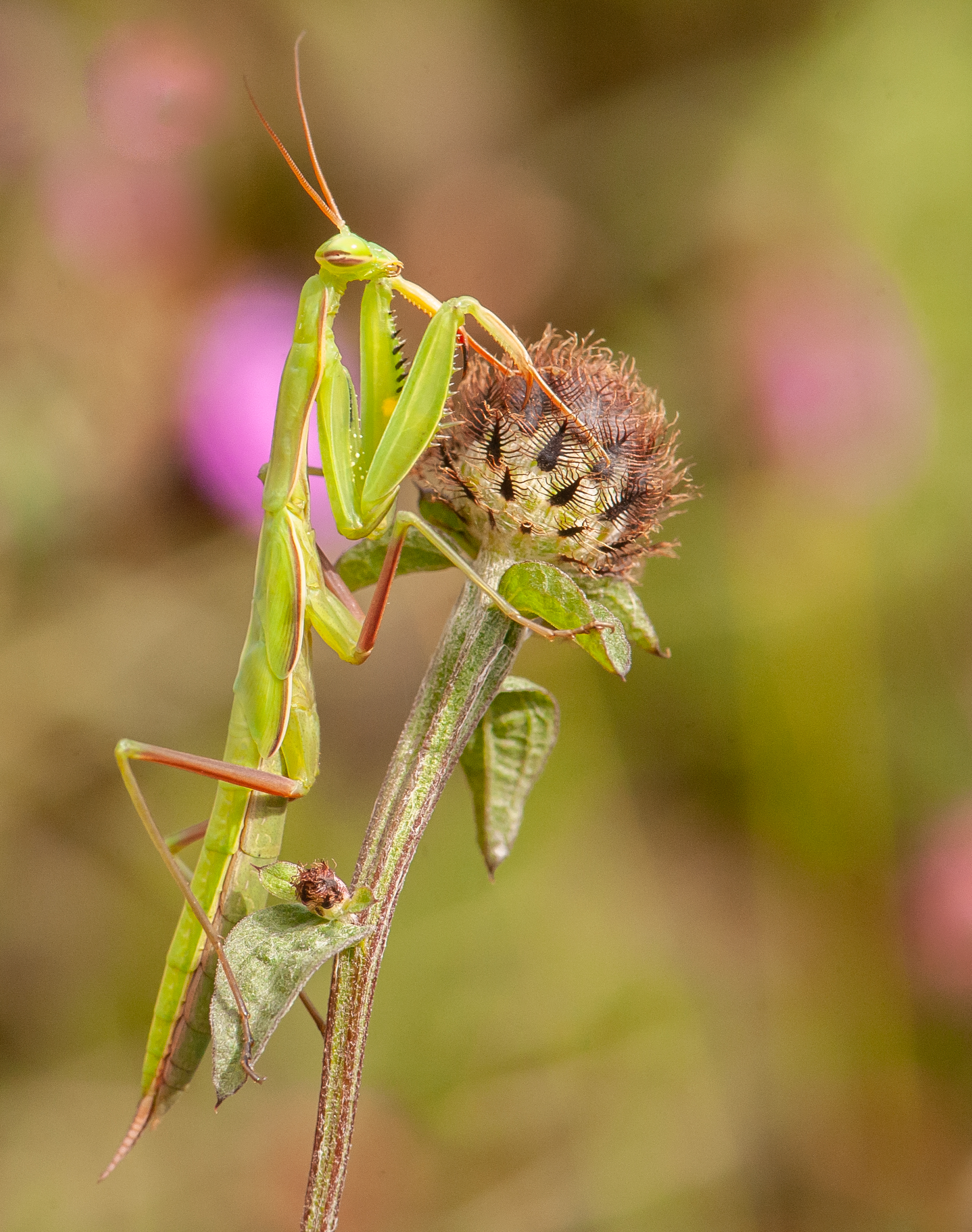 Mantis religiosa femelle sub-adulte