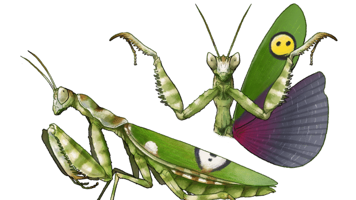 Illustration d’une femelle adulte de Creobroter gemmatus : vue latérale et posture d’intimidation avec ailes déployées, issue du livre Recueil d’un Entomologiste – Élevage de Mantes.