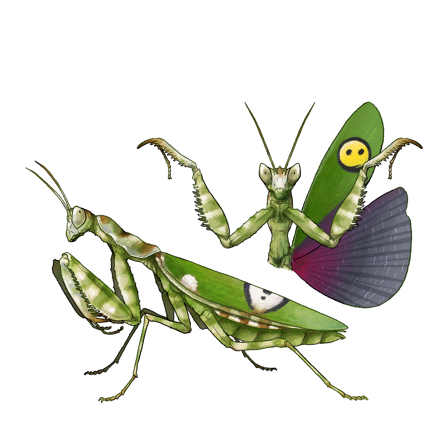 Illustration d’une femelle adulte de Creobroter gemmatus : vue latérale et posture d’intimidation avec ailes déployées, issue du livre Recueil d’un Entomologiste – Élevage de Mantes.