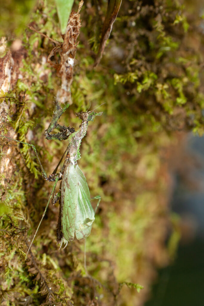 Mante fraîchement mue avec ailes encore souples, posée sur de la mousse