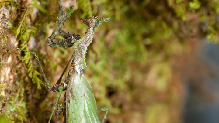 Mante fraîchement mue avec ailes encore souples, posée sur de la mousse