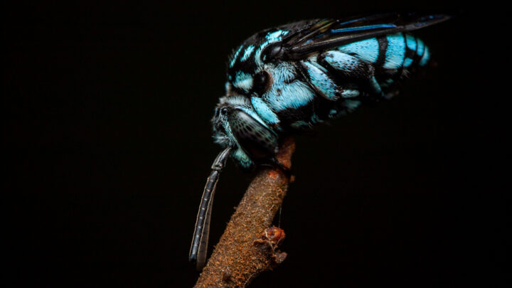 Abeille bleu Thyreus himalayensis posée sur une branche, gros plan macro