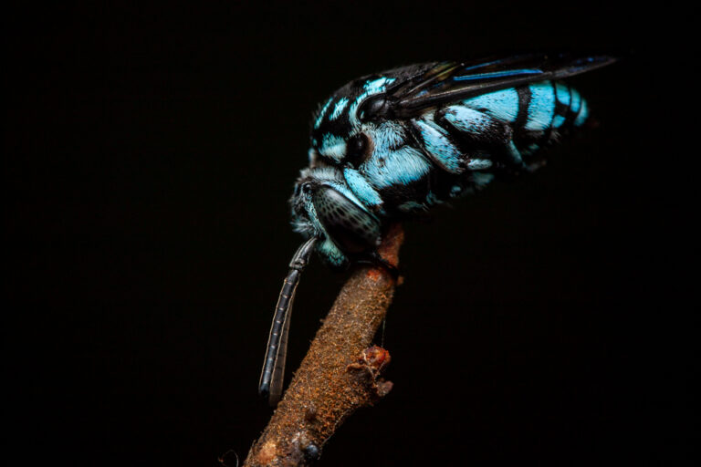 Abeille bleu Thyreus himalayensis posée sur une branche, gros plan macro