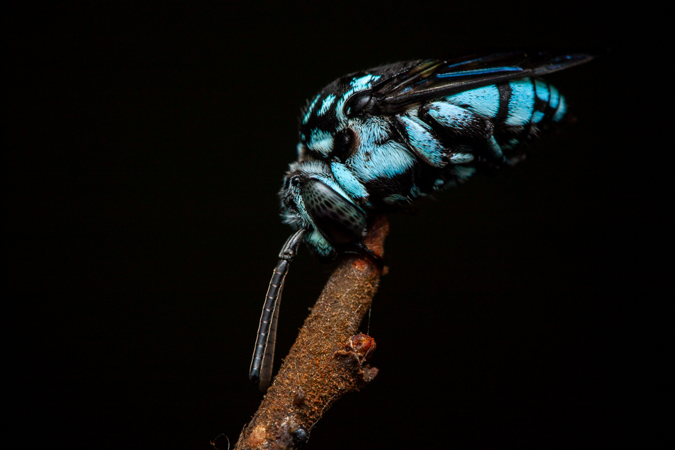 Abeille bleue Thyreus himalayensis posée sur une branche, gros plan macro