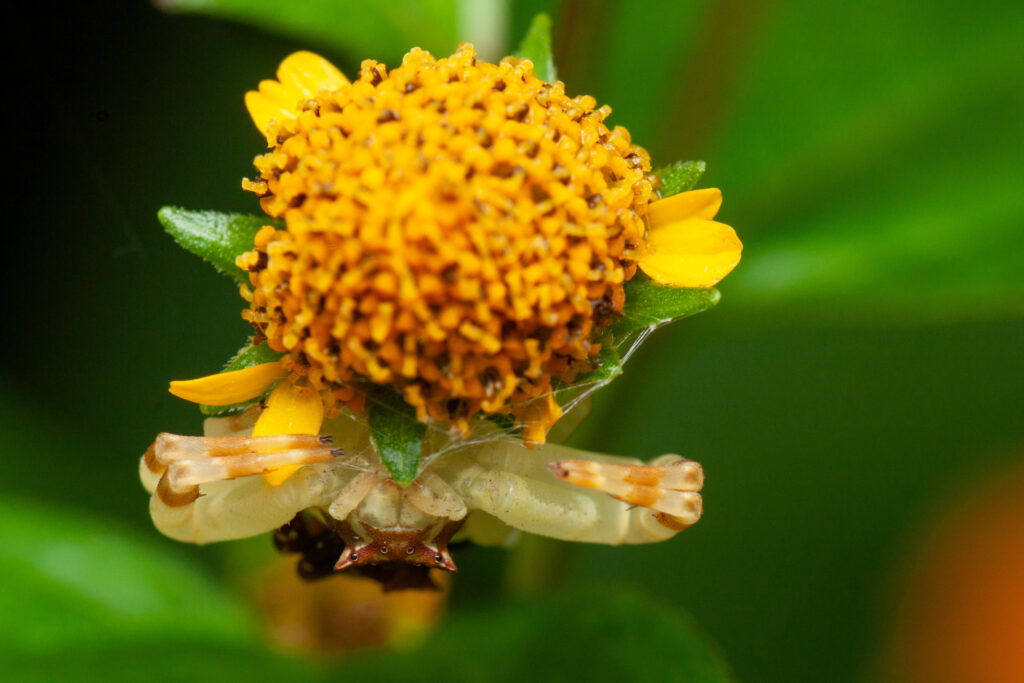Araignée-crabe blanche dissimulée sur une fleur jaune, prete à capturer un insecte pollinisateur