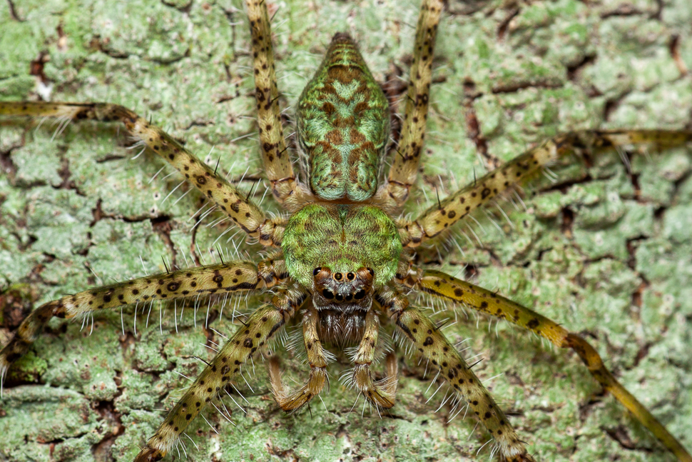 Araignée verte sur des lichens, vue macro