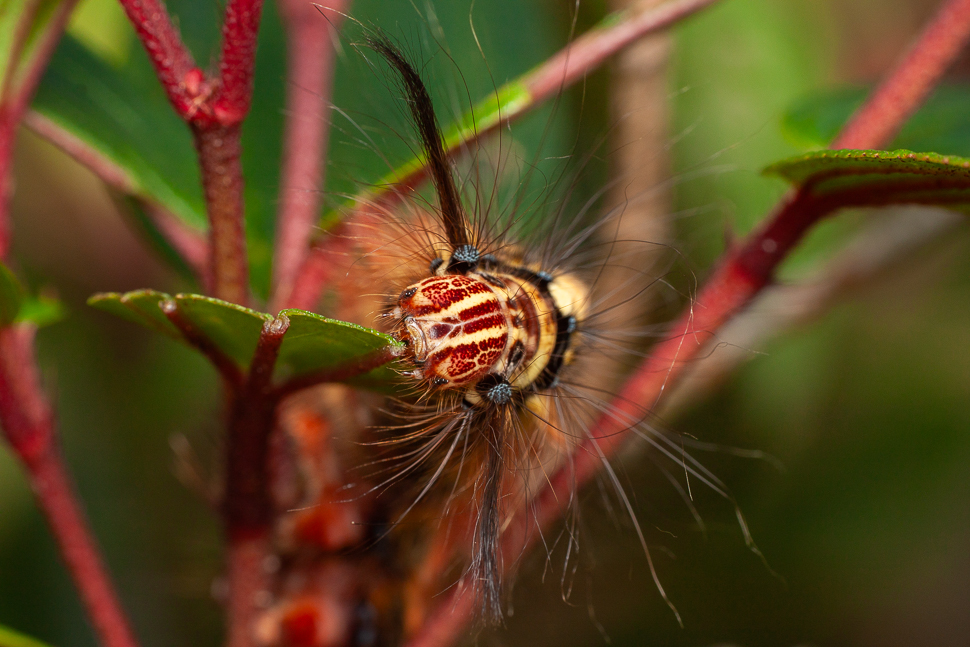 Chenille poilue colorée, gros plan sur sa tête et ses soies sensorielles.