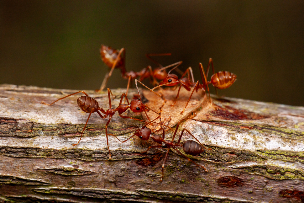 Groupe de fourmis tisserandes rouges sur une branche
