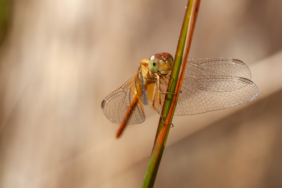 Libellule dorée accrochée à une tige, montrant ses grandes ailes transparentes et ses yeux composés