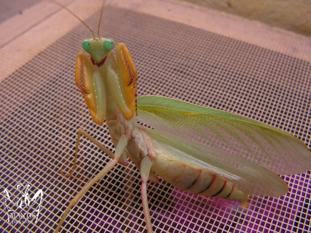 Mante africaine Sphodromantis lineola adulte en position défensive sur le grillage de terrarium