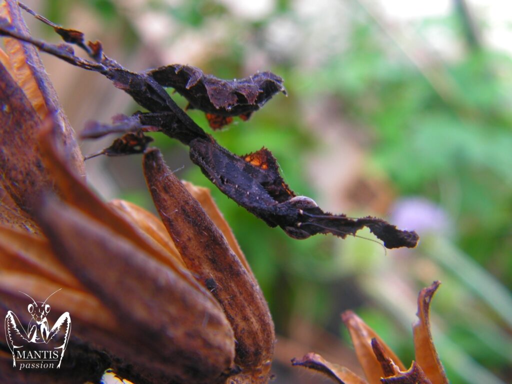 Mante fantôme male juvénile Phyllocrania paradoxa marron dissimulé dans le décor en photo macro