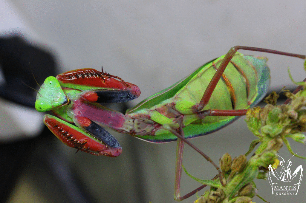 Mante géante australienne Hierodula majuscula verte femelle adulte en position défensive