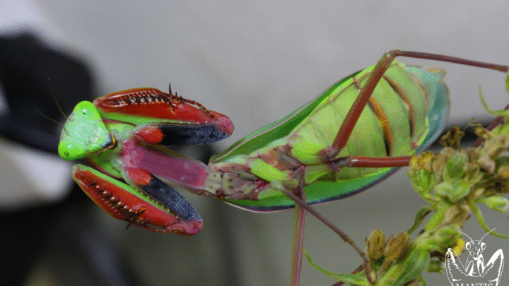 Mante géante australienne Hierodula majuscula verte femelle adulte en position défensive