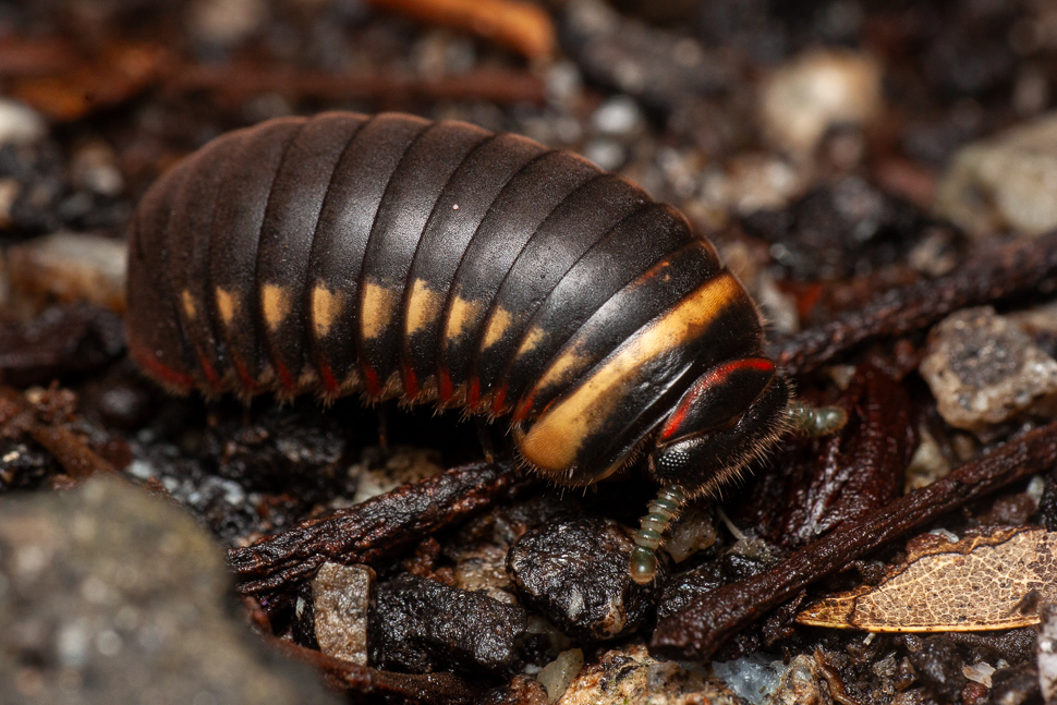 Glomeris tropical noir et jaune sur sol humide avec de nombreux segments