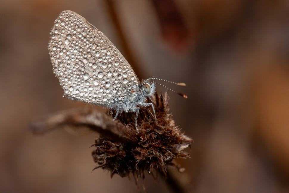 Papillon posé sur une fleur sèche au lever du jour, ailes recouvertes de gouttelettes de rosée, macro détaillée