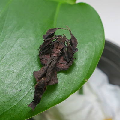 Mante fantome Phyllocrania paradoxa brune en position de faire le mort