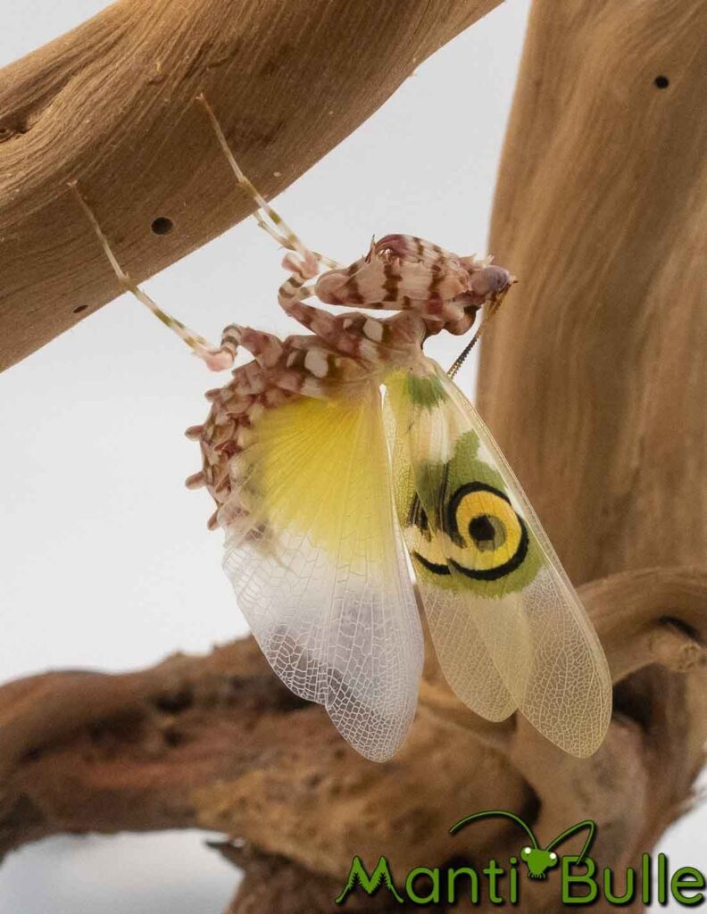 Mante fleur épineuse Pseudocreobotra wahlbergi avec ailes dépliées sur une branche