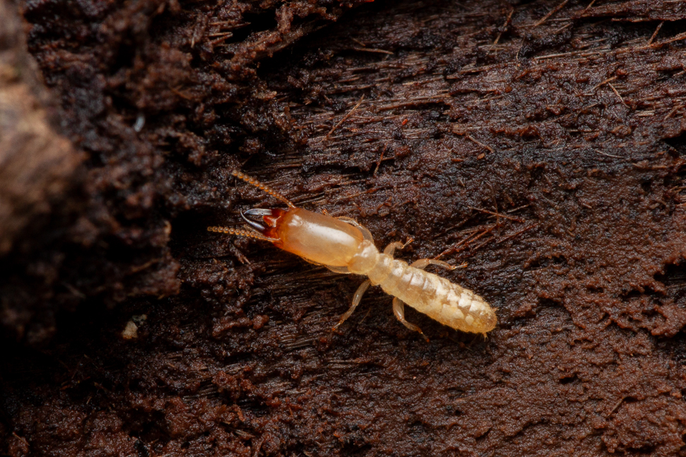 Termite ouvrière se déplaçant dans une galerie de bois, vue macro