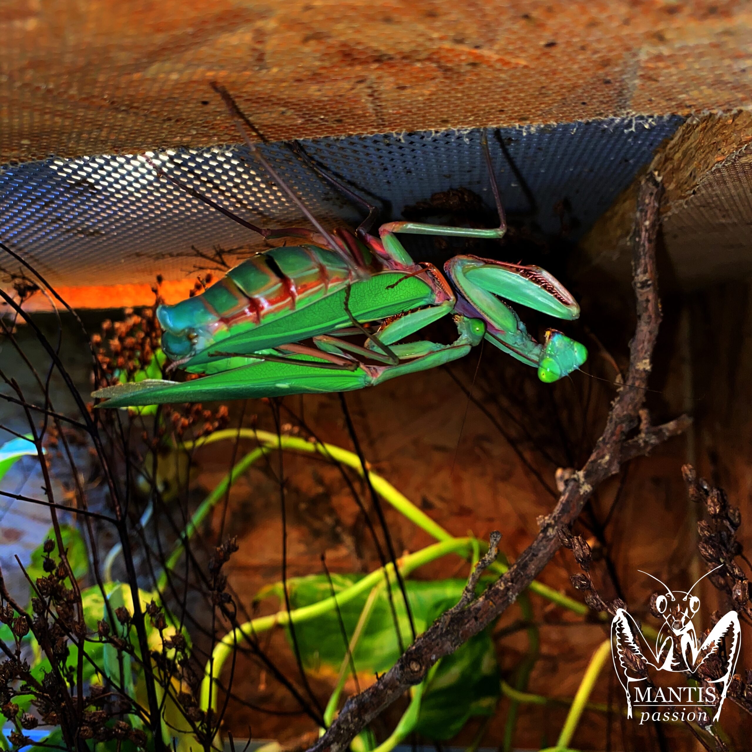 Couple de Hierodula majuscula en pleine reproduction dans un terrarium amenagé