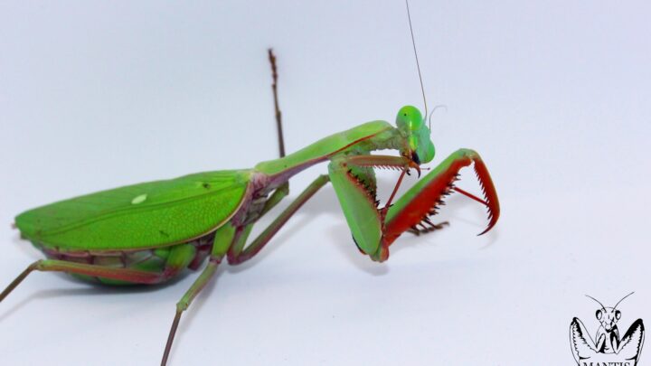 Mante géante australienne verte Hierodula majuscula se nettoyant la patte