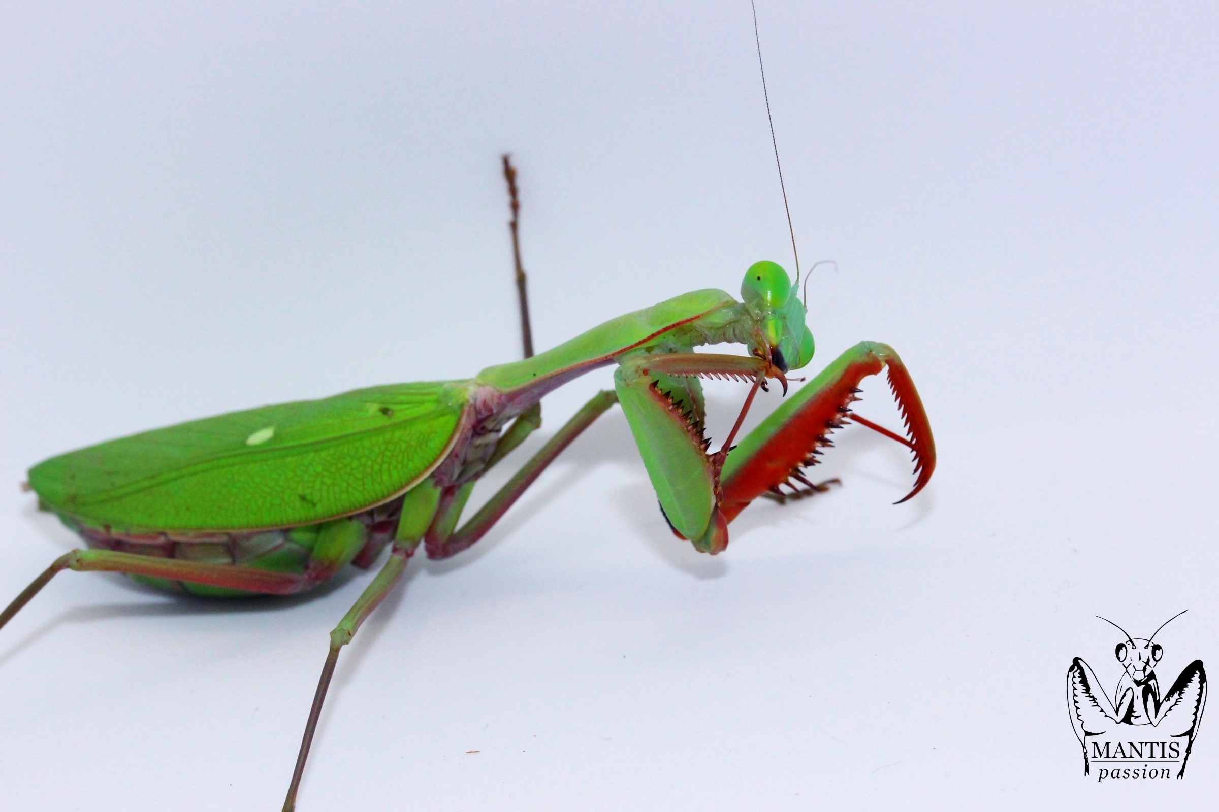 Mante géante australienne verte Hierodula majuscula se nettoyant la patte