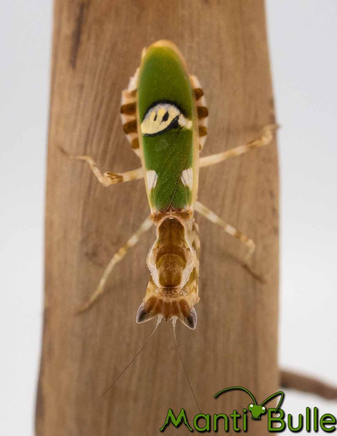 Mante fleur asiatique Creobroter gemmatus vue de haut avec marquages sur ses ailes