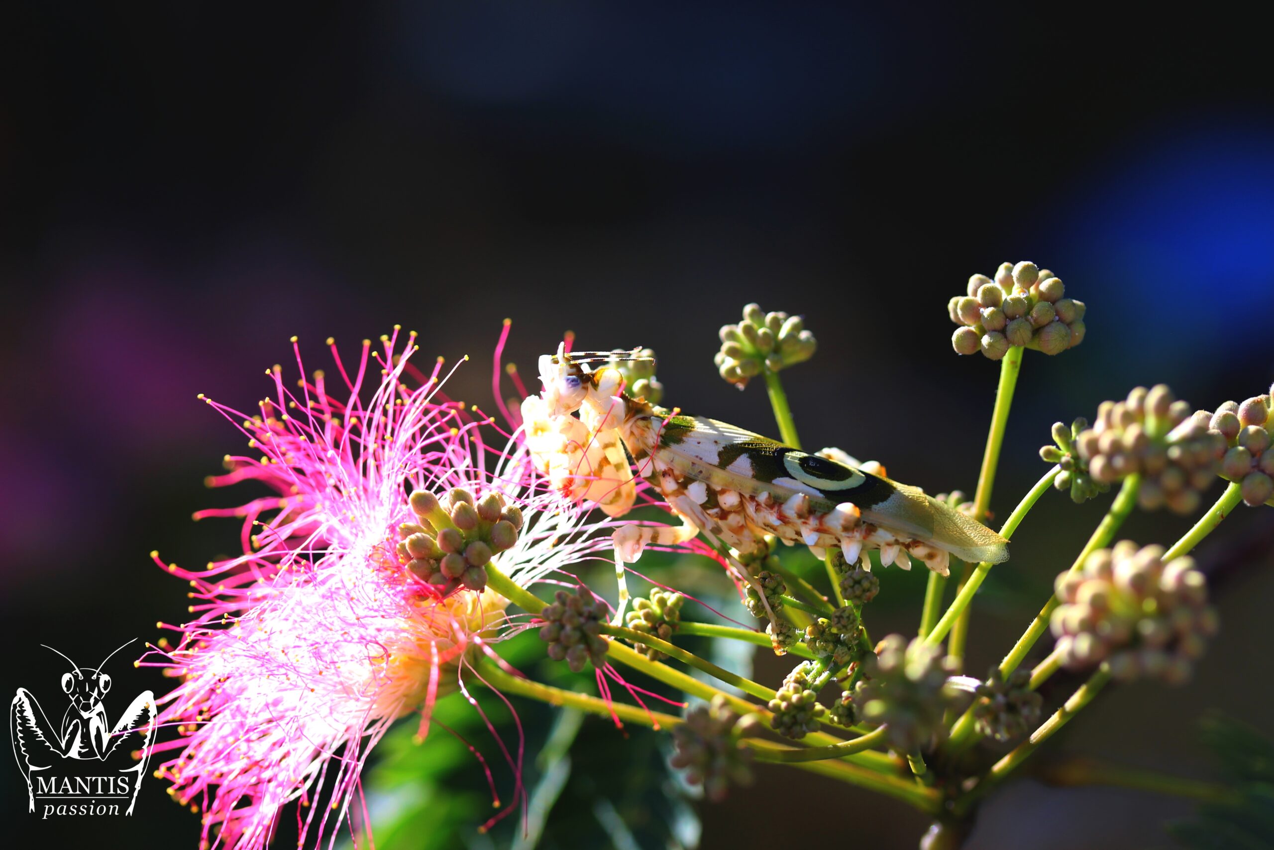 Pseudocreobotra wahlbergii mante fleur épineuse adulte posée sur une fleur