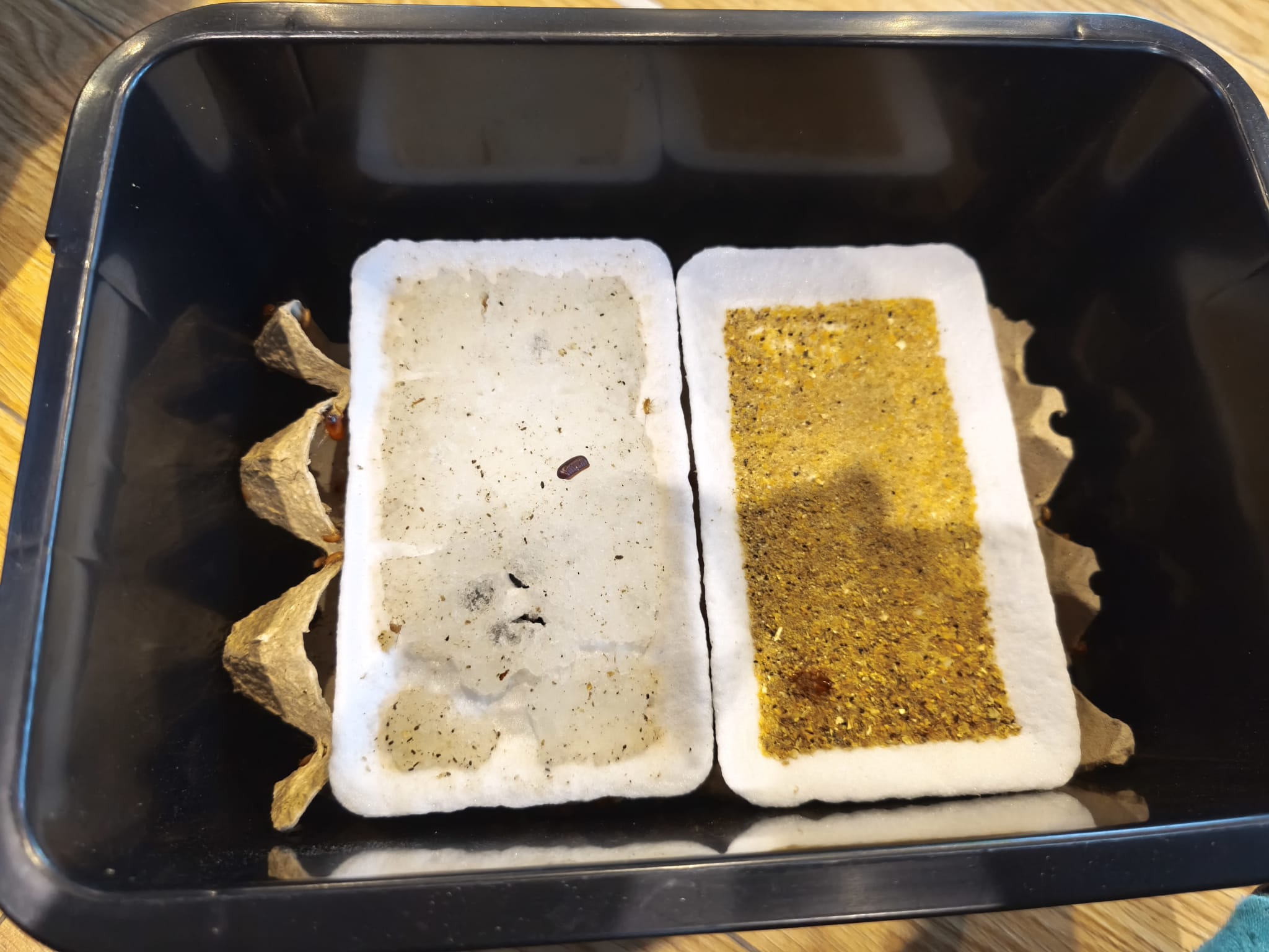 Bac d’élevage de blattes red runner (Periplaneta lateralis) avec nourriture sèche et source d’hydratation pour maintenir une colonie saine