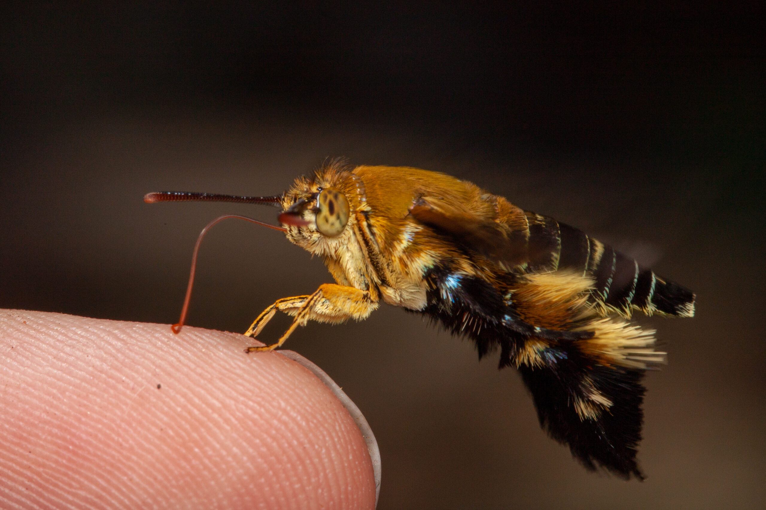 Photographie macro d'un papillon posé sur le doigt d'Aubin Bernard en Thaïlande