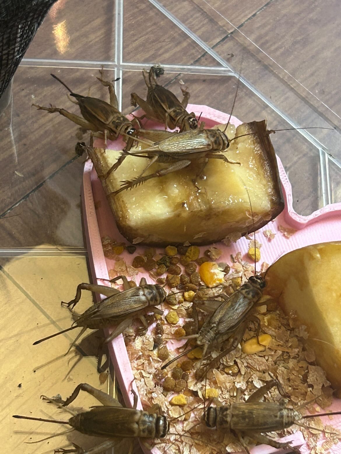 Grillons Acheta domestica se nourrissant de fruits