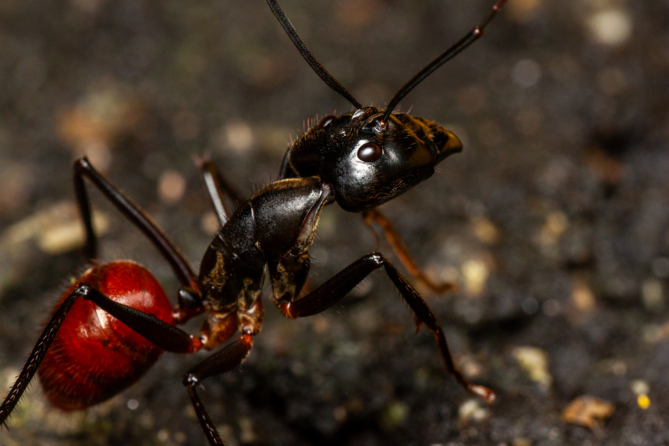 Ouvrière de Dinomyrmex gigas, la fourmi géante des forêts d'Asie du Sud-Est, photographiée à Singapour