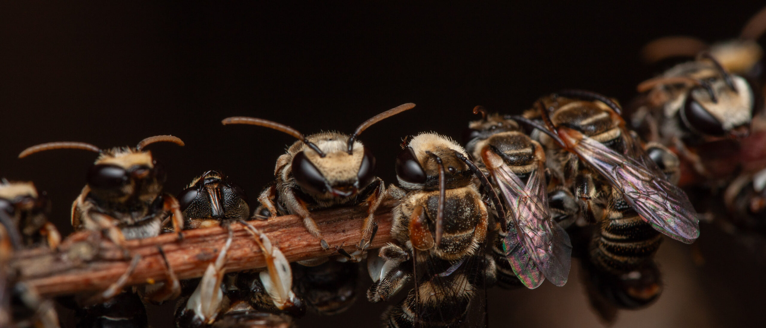 Groupe d'abeilles Pseudapis siamensis agrippées à une brindille, photographiées en macro de nuit en Thaïlande