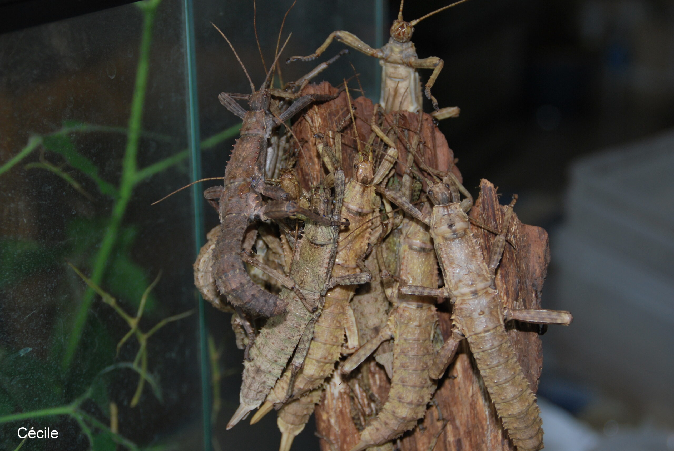 Groupe d'Eurycantha calcarata adultes agrippés à un morceau d'écorce dans un terrarium en verre