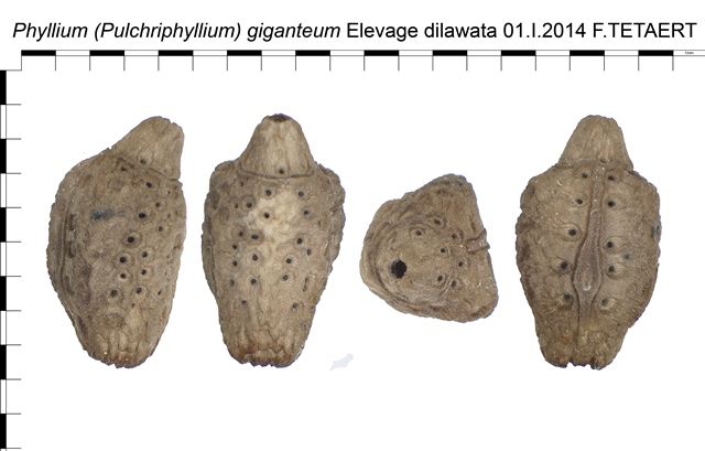 Œufs de phasme feuille Pulchriphyllium giganteum