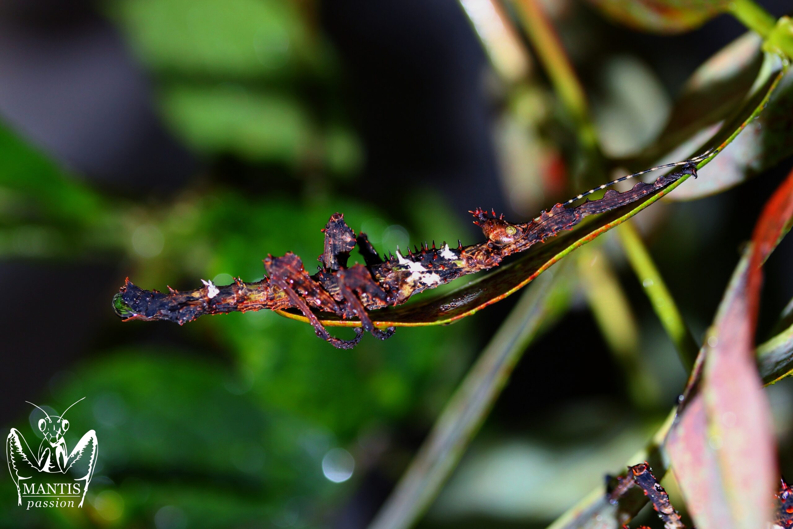 Recueil d&rsquo;un Entomologiste – Élevage de Phasmes