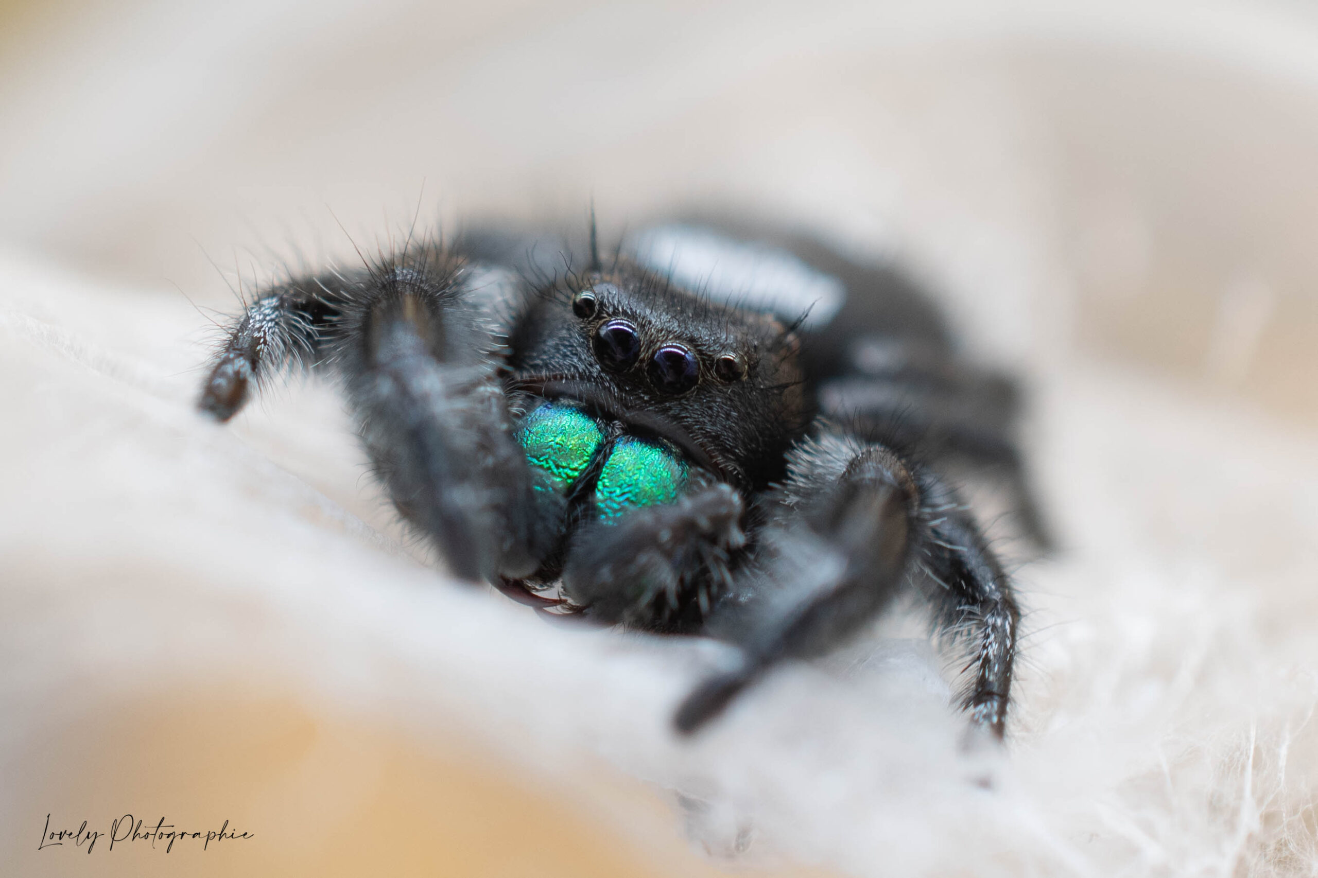 Recueil d&rsquo;un Entomologiste – Élevage de Phidippus regius