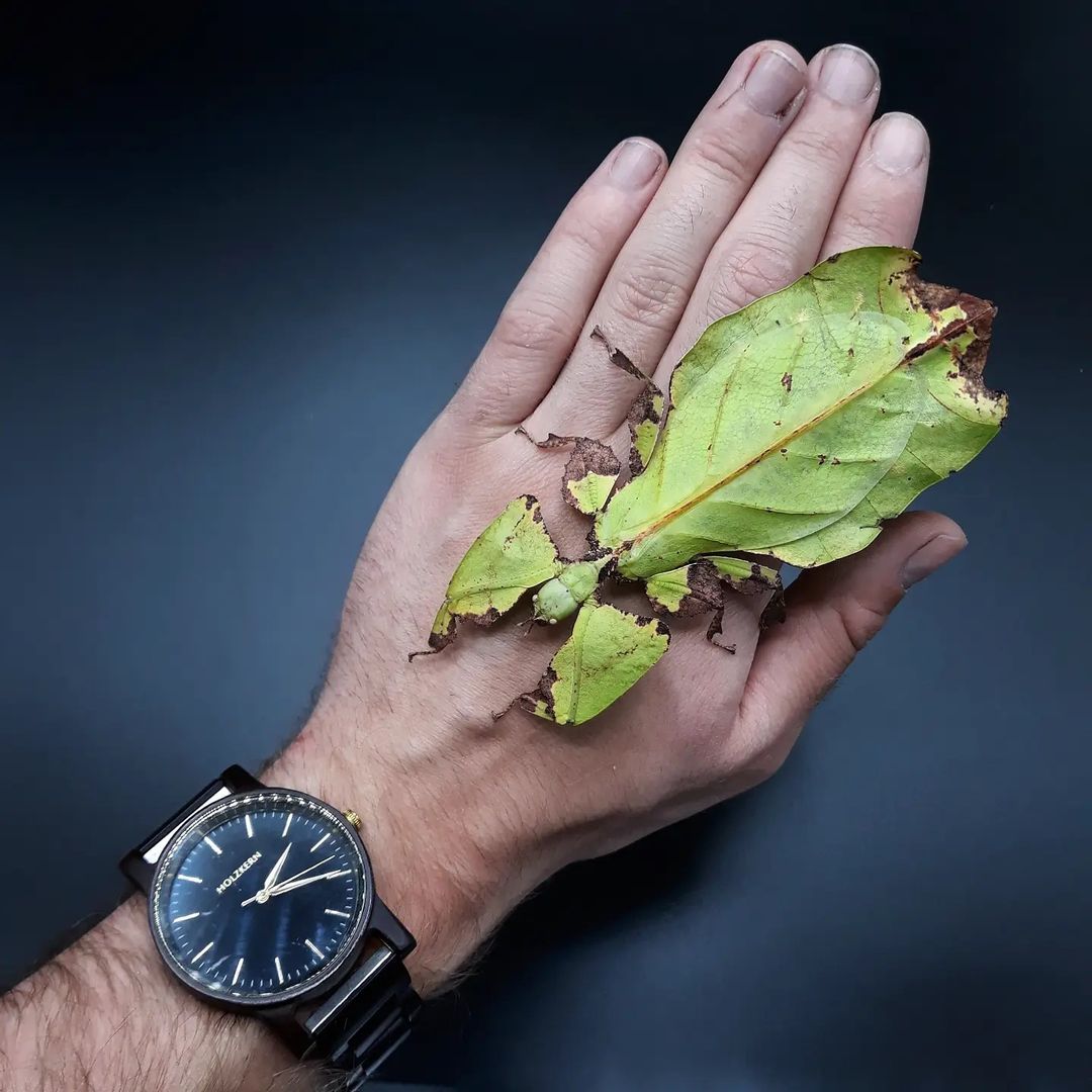 Phasme feuille géant Pulchriphyllium giganteum femelle adulte verte posée sur une main