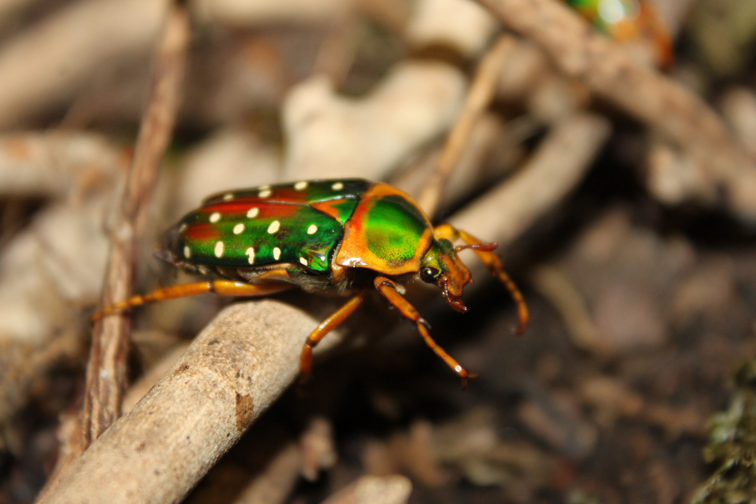 Recueil d&rsquo;un Entomologiste – Élevage de Cétoines