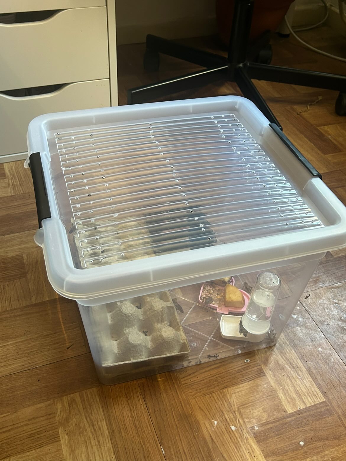 Boîte d'élevage de grillons en plastique transparent fermée avec couvercle percé de trous d'aération